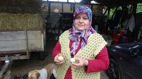 Foto - Görenler şaşkınlığını gizleyemiyor! Bu tavuklar mavi yumurtluyor