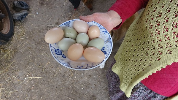 Görenler şaşkınlığını gizleyemiyor! Bu tavuklar mavi yumurtluyor