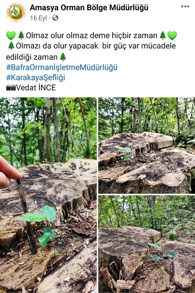 Foto - Görenler şaştı kaldı! 100 yıllık ağacın kütüğünden çıktı