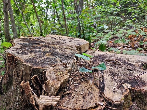 Foto - Görenler şaştı kaldı! 100 yıllık ağacın kütüğünden çıktı