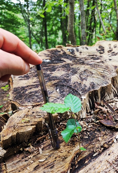 Foto - Görenler şaştı kaldı! 100 yıllık ağacın kütüğünden çıktı