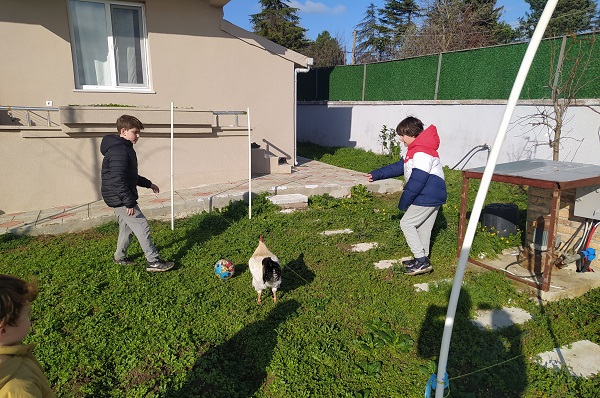 Foto - Görenler şaştı kaldı! Horoz, futbolculara taş çıkarttı