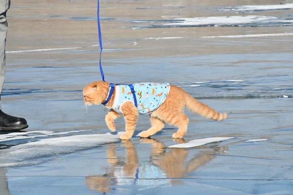 Foto - Görenler şaştı kaldı! Küçük kedi buz üstünde yürüyüşe çıktı