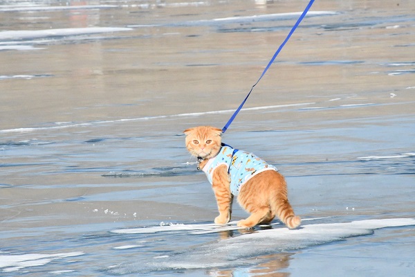 Foto - Görenler şaştı kaldı! Küçük kedi buz üstünde yürüyüşe çıktı