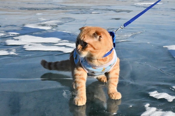 Foto - Görenler şaştı kaldı! Küçük kedi buz üstünde yürüyüşe çıktı