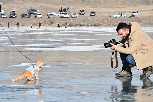 Foto - Görenler şaştı kaldı! Küçük kedi buz üstünde yürüyüşe çıktı