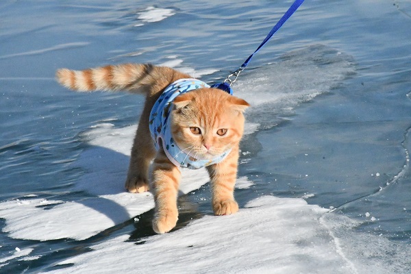Foto - Görenler şaştı kaldı! Küçük kedi buz üstünde yürüyüşe çıktı