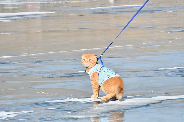 Foto - Görenler şaştı kaldı! Küçük kedi buz üstünde yürüyüşe çıktı