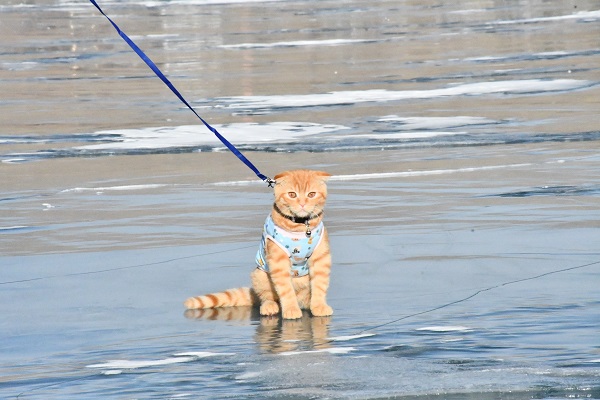 Foto - Görenler şaştı kaldı! Küçük kedi buz üstünde yürüyüşe çıktı