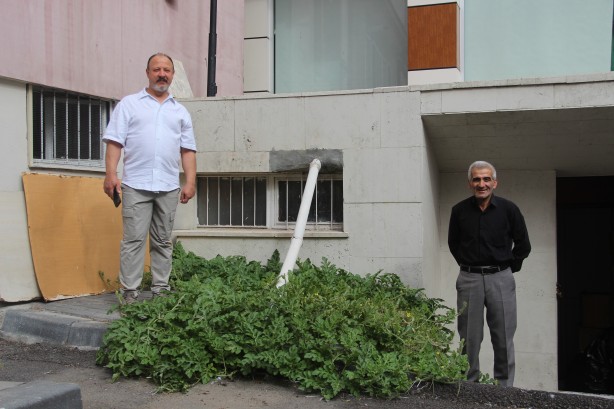 Foto - Görenler şaştı kaldı! Sivas'ta karpuz yetişmez dediler onlar ilki başardı