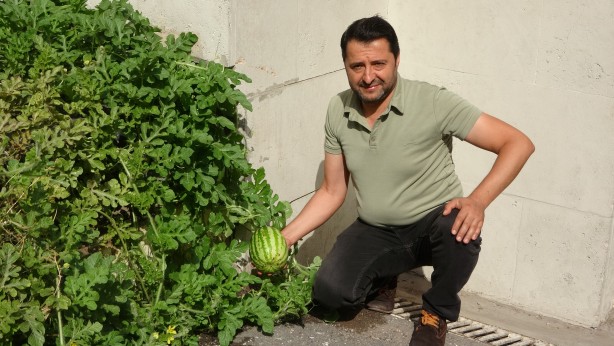 Foto - Görenler şaştı kaldı! Sivas'ta karpuz yetişmez dediler onlar ilki başardı