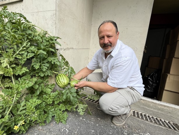 Foto - Görenler şaştı kaldı! Sivas'ta karpuz yetişmez dediler onlar ilki başardı