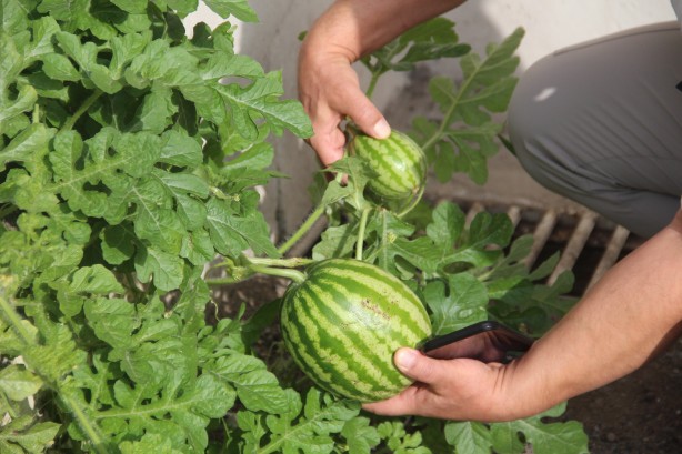 Foto - Görenler şaştı kaldı! Sivas'ta karpuz yetişmez dediler onlar ilki başardı