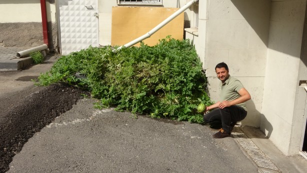 Foto - Görenler şaştı kaldı! Sivas'ta karpuz yetişmez dediler onlar ilki başardı