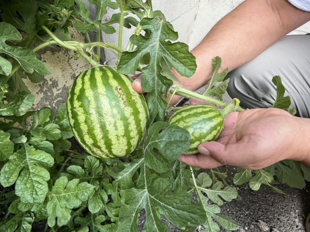 Foto - Görenler şaştı kaldı! Sivas'ta karpuz yetişmez dediler onlar ilki başardı