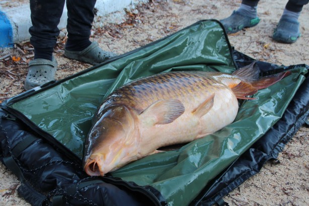 Foto - Görenlere hayretler içinde kaldı: Türkiye’nin en büyüğü bilecik’te yakalandı!