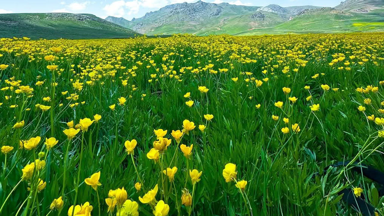 Foto - Görenleri adeta büyülüyor! 2 bin 800 metrede bir doğa masalı