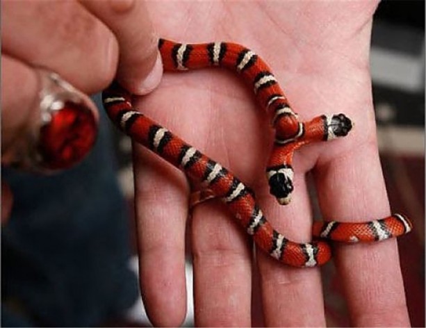 Foto - Görenleri hayrete düşüren çift başlı yılanlar!