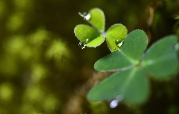 Foto - Görenleri hayrete düşürüyor!
