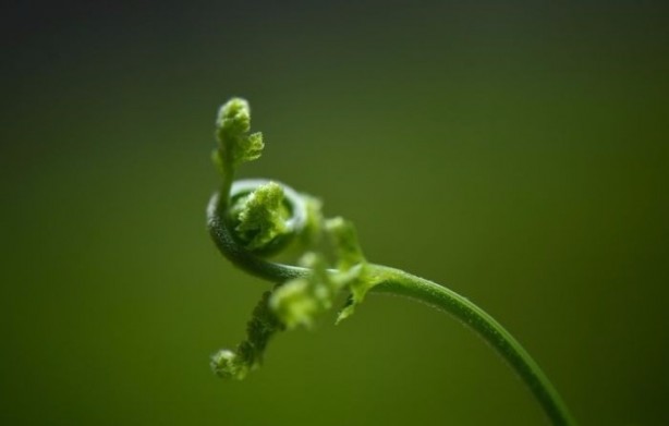 Foto - Görenleri hayrete düşürüyor!