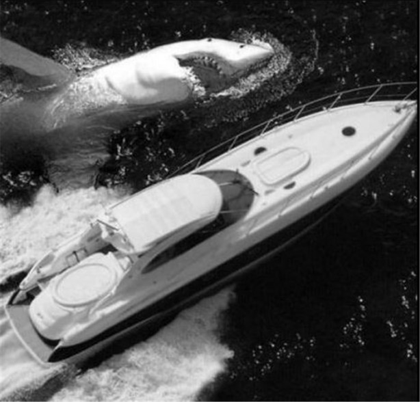 Foto - Görenleri şaşırtan dev hayvanlar