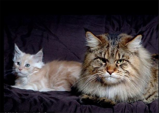 Foto - Görenleri şaşırtan dev hayvanlar