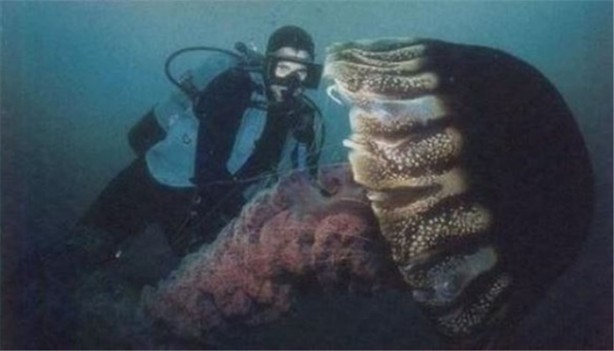 Foto - Görenleri şaşırtan dev hayvanlar