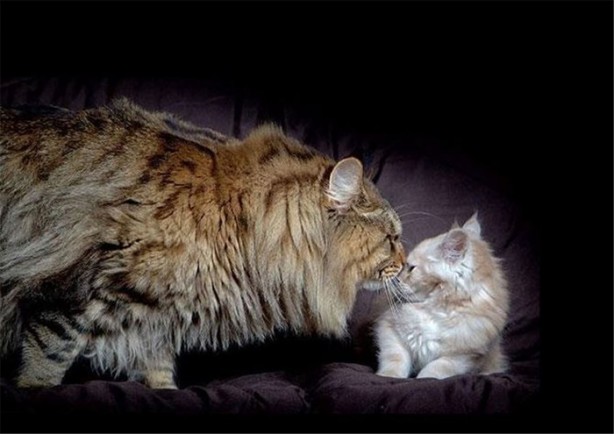 Foto - Görenleri şaşırtan dev hayvanlar