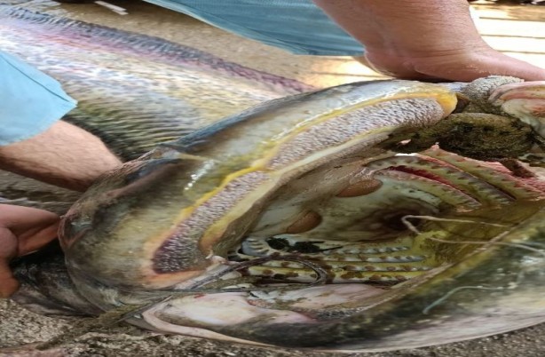 Foto - Görenleri şaşkına çevirdi! Oltayla 70 kiloluk balık yakaladı