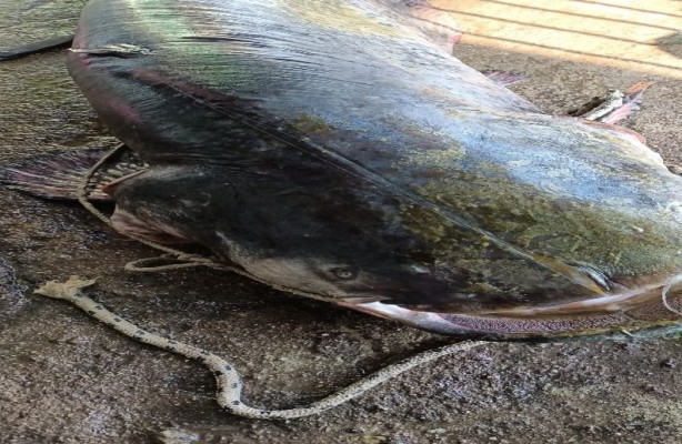 Foto - Görenleri şaşkına çevirdi! Oltayla 70 kiloluk balık yakaladı