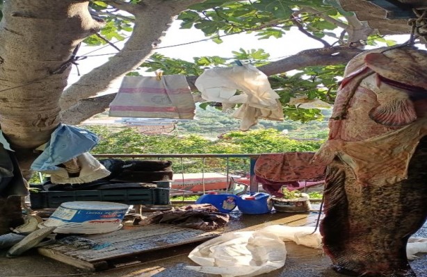 Foto - Görenleri şaşkına çevirdi! Oltayla 70 kiloluk balık yakaladı