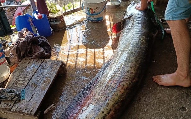 Görenleri şaşkına çevirdi! Oltayla 70 kiloluk balık yakaladı