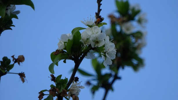 Foto - Görenleri şaşkına çeviren doğa olayı! Gözlerine inanamadılar