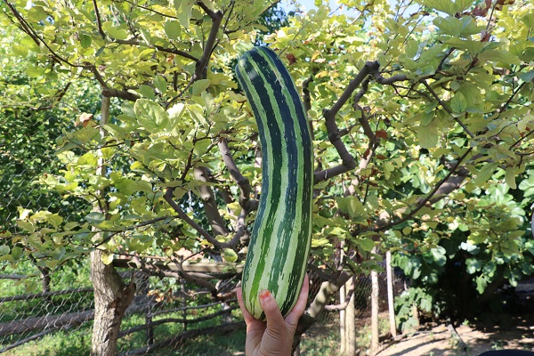 Foto - Görenleri şaşkına çeviren kabak
