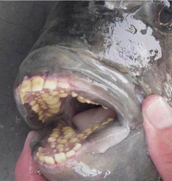 Foto - Görenlerin tüyleri diken diken oluyor! Vahşi doğada ürperten anlar