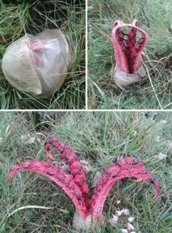 Foto - Görenlerin tüyleri diken diken oluyor! Vahşi doğada ürperten anlar