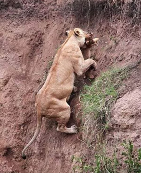 Foto - Görenlerin tüyleri diken diken oluyor! Vahşi doğada ürperten anlar
