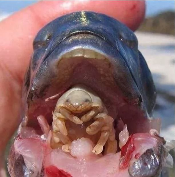 Foto - Görenlerin tüyleri diken diken oluyor! Vahşi doğada ürperten anlar