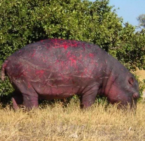 Foto - Görenlerin tüyleri diken diken oluyor! Vahşi doğada ürperten anlar