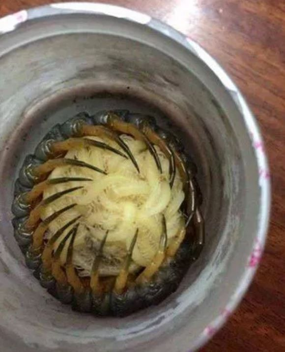 Foto - Görenlerin tüyleri diken diken oluyor! Vahşi doğada ürperten anlar