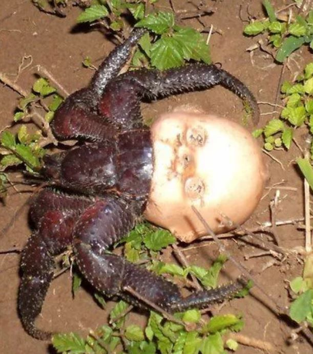 Foto - Görenlerin tüyleri diken diken oluyor! Vahşi doğada ürperten anlar