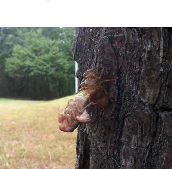 Foto - Görenlerin tüyleri diken diken oluyor! Vahşi doğada ürperten anlar