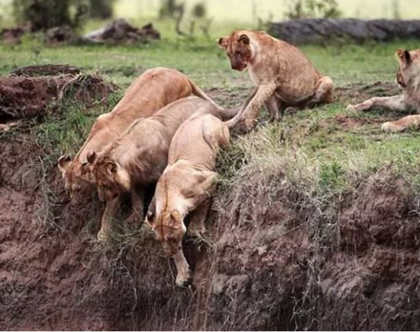 Foto - Görenlerin tüyleri diken diken oluyor! Vahşi doğada ürperten anlar