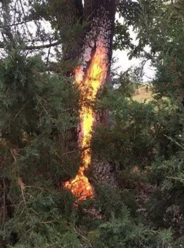 Foto - Görenlerin tüyleri diken diken oluyor! Vahşi doğada ürperten anlar
