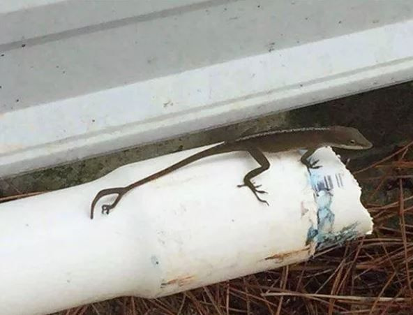 Foto - Görenlerin tüyleri diken diken oluyor! Vahşi doğada ürperten anlar