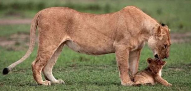 Foto - Görenlerin tüyleri diken diken oluyor! Vahşi doğada ürperten anlar