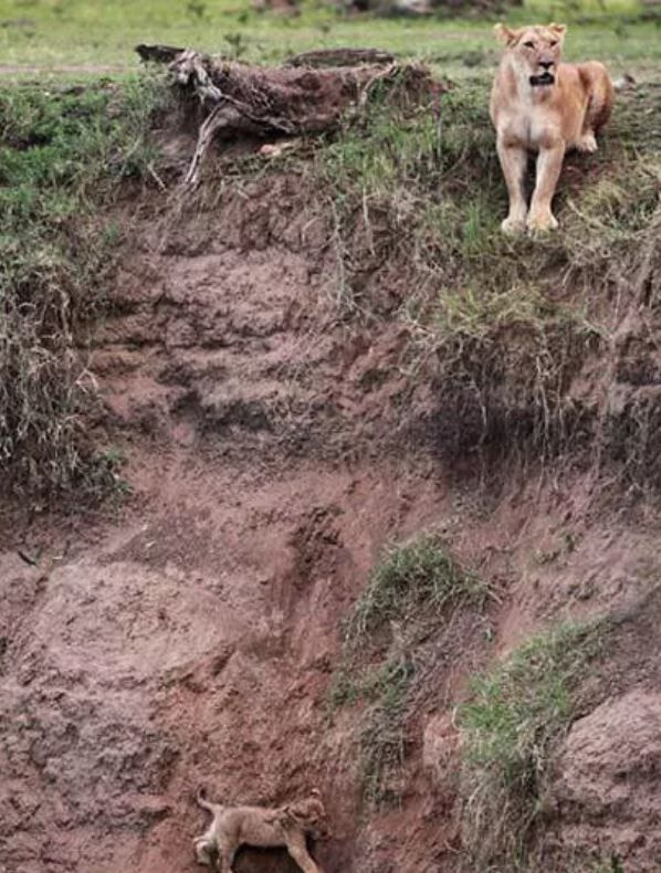 Foto - Görenlerin tüyleri diken diken oluyor! Vahşi doğada ürperten anlar