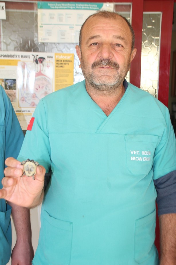 Foto - Görevli imam buldu! Çift başlı kaplumbağa yavrusu korumaya alındı