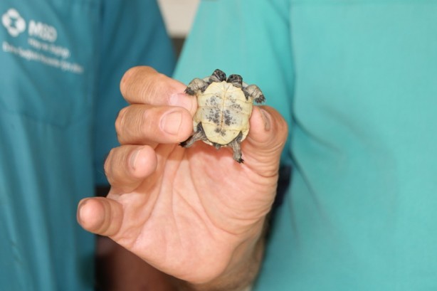 Foto - Görevli imam buldu! Çift başlı kaplumbağa yavrusu korumaya alındı