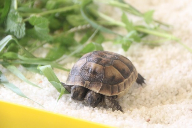 Foto - Görevli imam buldu! Çift başlı kaplumbağa yavrusu korumaya alındı